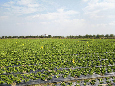 生菜种植基地的科学管理与实践
