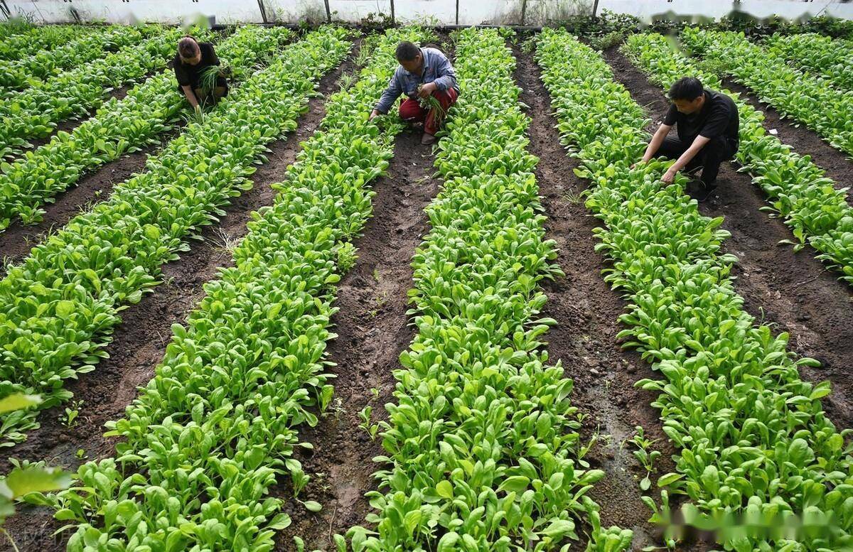 四种无需农药、就地取材防治蔬菜虫害的简单方法，家庭种菜必备