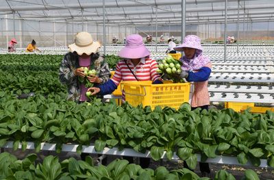 云南弥勒:高原特色蔬菜种植助农增收