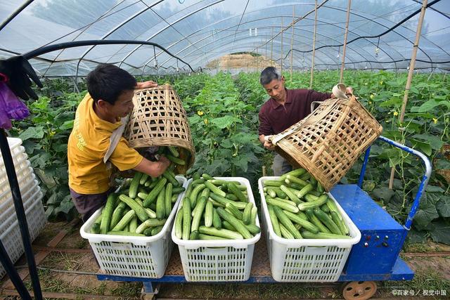 种出高产黄瓜 蔬菜大棚种植技术与实践