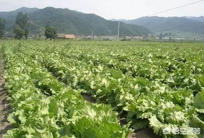 2019年农村蔬菜种植加配送 掘金还是踩坑？