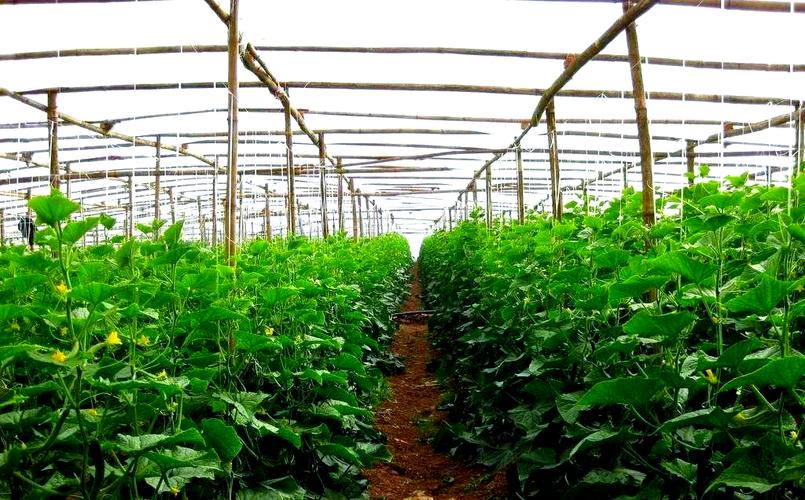 大棚蔬菜种植需注意的若干重要事项