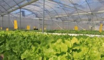 冬季蔬菜种植要点及注意事项
